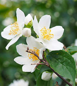 Seringat fleurs blanches
