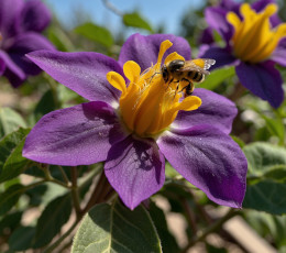 Fleur de Solanum en gros plan