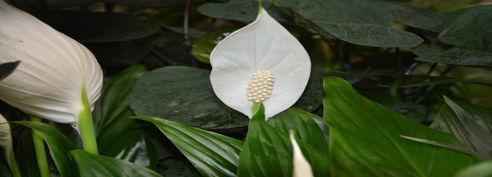 Spathiphyllum (fleur de lune) : entretien, arrosage et rempotage