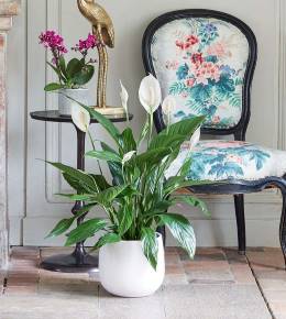 Spathiphyllum en pot maison
