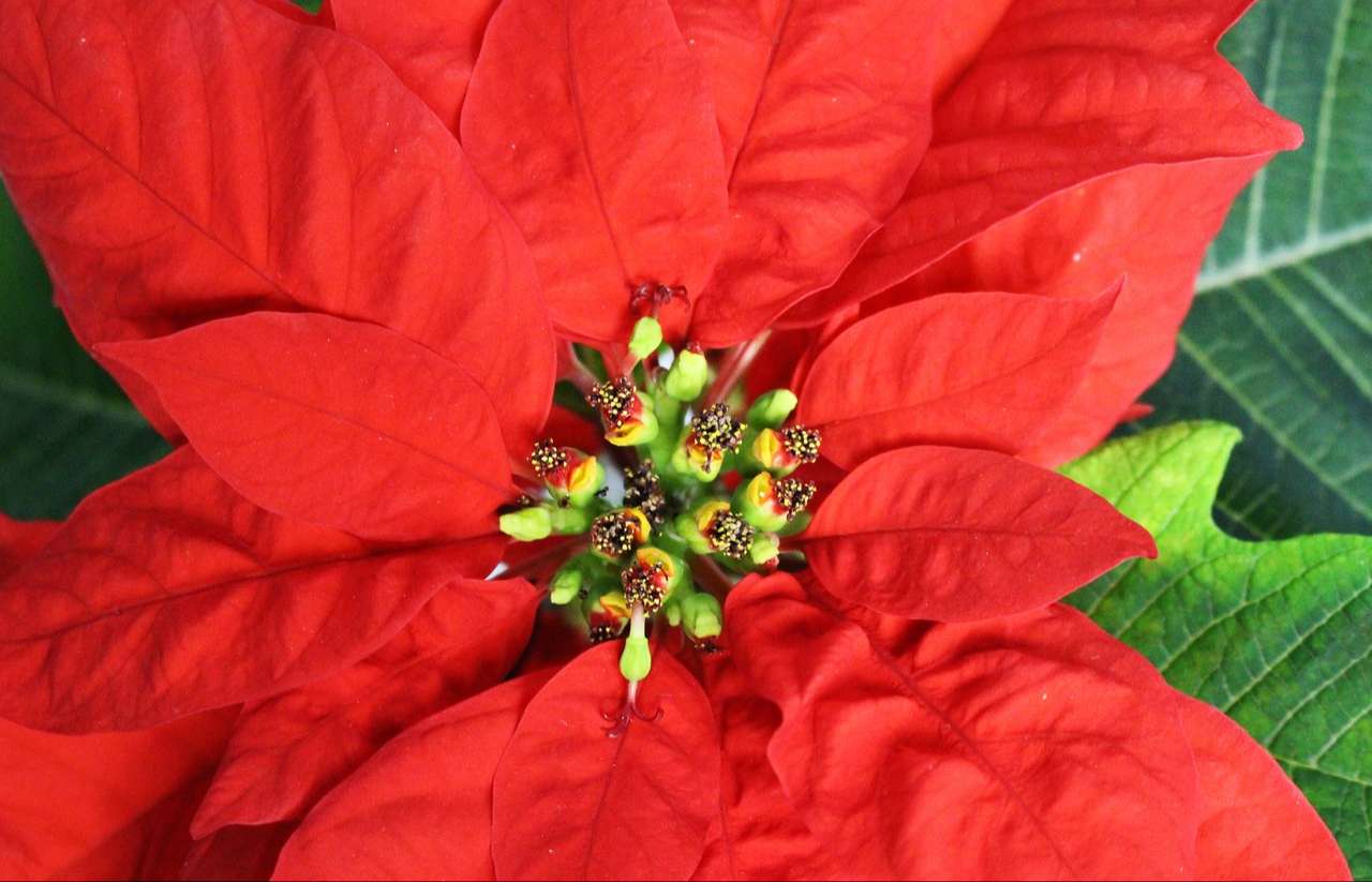 poinsettia rouge