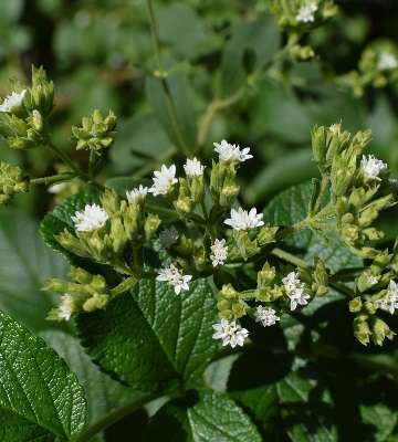 fleur de stevia