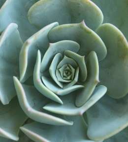 succulentes entretien