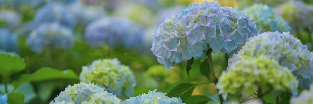 taille hortensia
