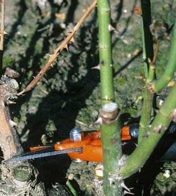 rosier et sécateur