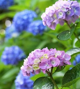 tailler hortensia
