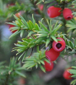 taxus plante