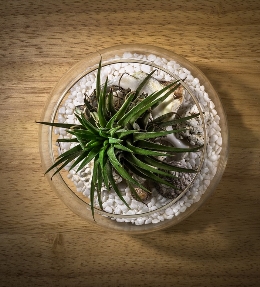 terrarium cactus