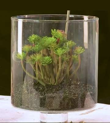 terrarium plantes artificielles