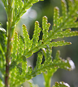 détails branche thuya
