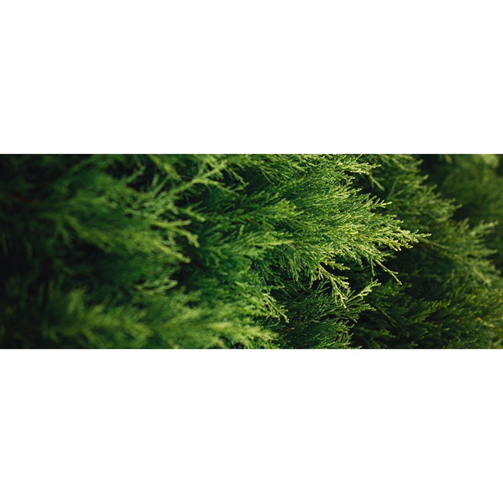 Thuya : plantation, entretien et taille | Truffaut