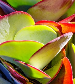 Kalanchoe thyrsiflora ou Kalanchoe à fleurs en thyrse