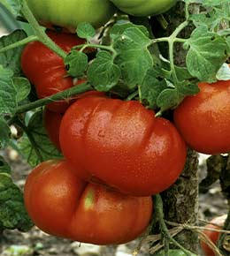 plant tomate Marmande