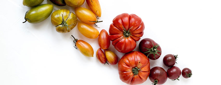 variétés tomates