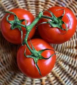 Tomates : variétés, plantation et culture
