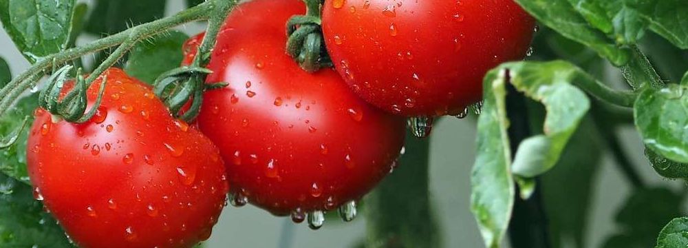 tomate banniere