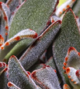 kalanchoe tomentosa entretien