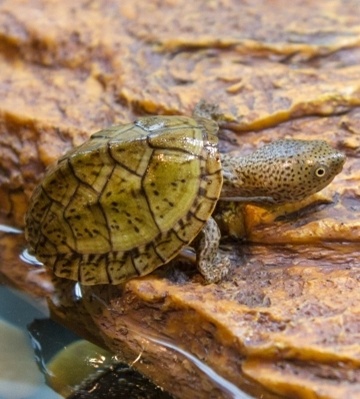 tortue cinosterne