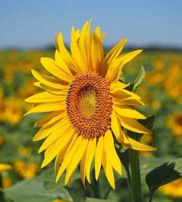 plantation tournesol