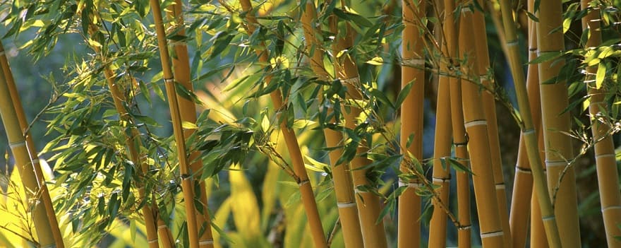 conseils bambous