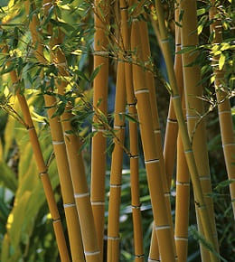 Tout savoir sur le bambou : rhizomes, chaumes