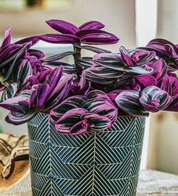 tradescantia feuillage