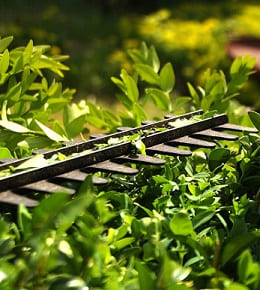 utiliser un taille-haies