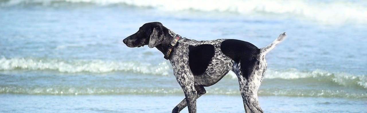 chien plage