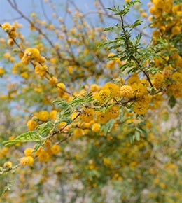 arbre mimosa