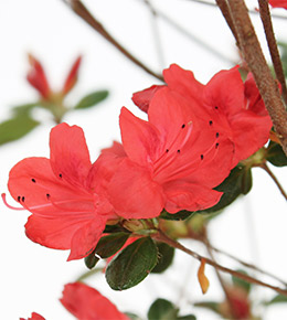 fleur azalée rouge