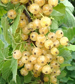 variété groseillier