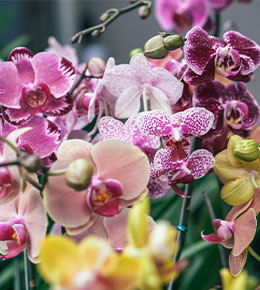 fleurs orchidées