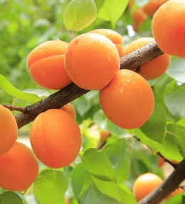 abricots