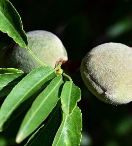 variete arbre amande