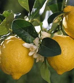 fruits citronnier
