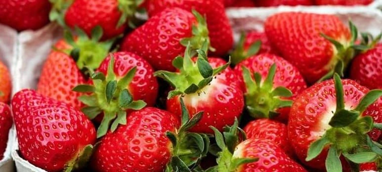 variétés fraises