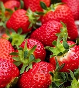 variétés fraisiers