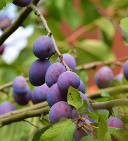 prunes