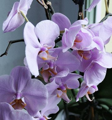 varietes orchidees