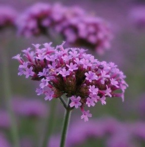 verveine d'extérieur