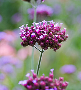 verveine buenos aires