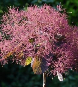 Cotinus dans un jardin