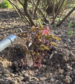 Réduire l'arrosage des plantes : Conseils et techniques efficaces