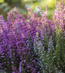 Choisir les plantes et leur emplacement pour réduire l'arrosage