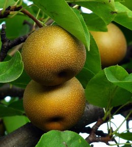 Arbre fruitiers en plan large