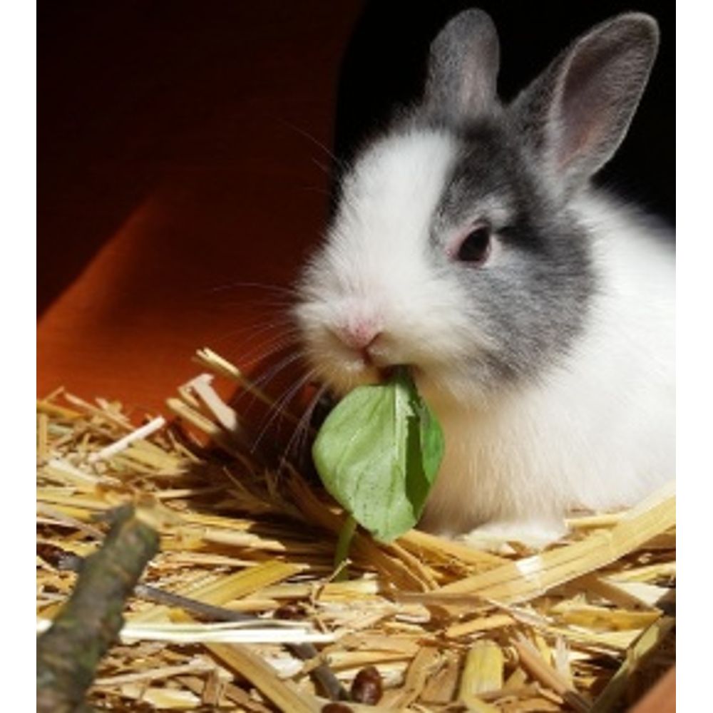 alimention lapin