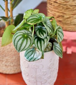 Feuillage vert foncé et lustré de la Peperomia obtusifolia, incarnant la simplicité et la vigueur d'une plante d'intérieur classique.