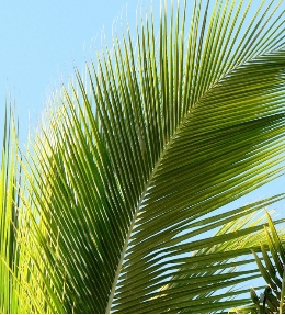 feuille palmier exterieur