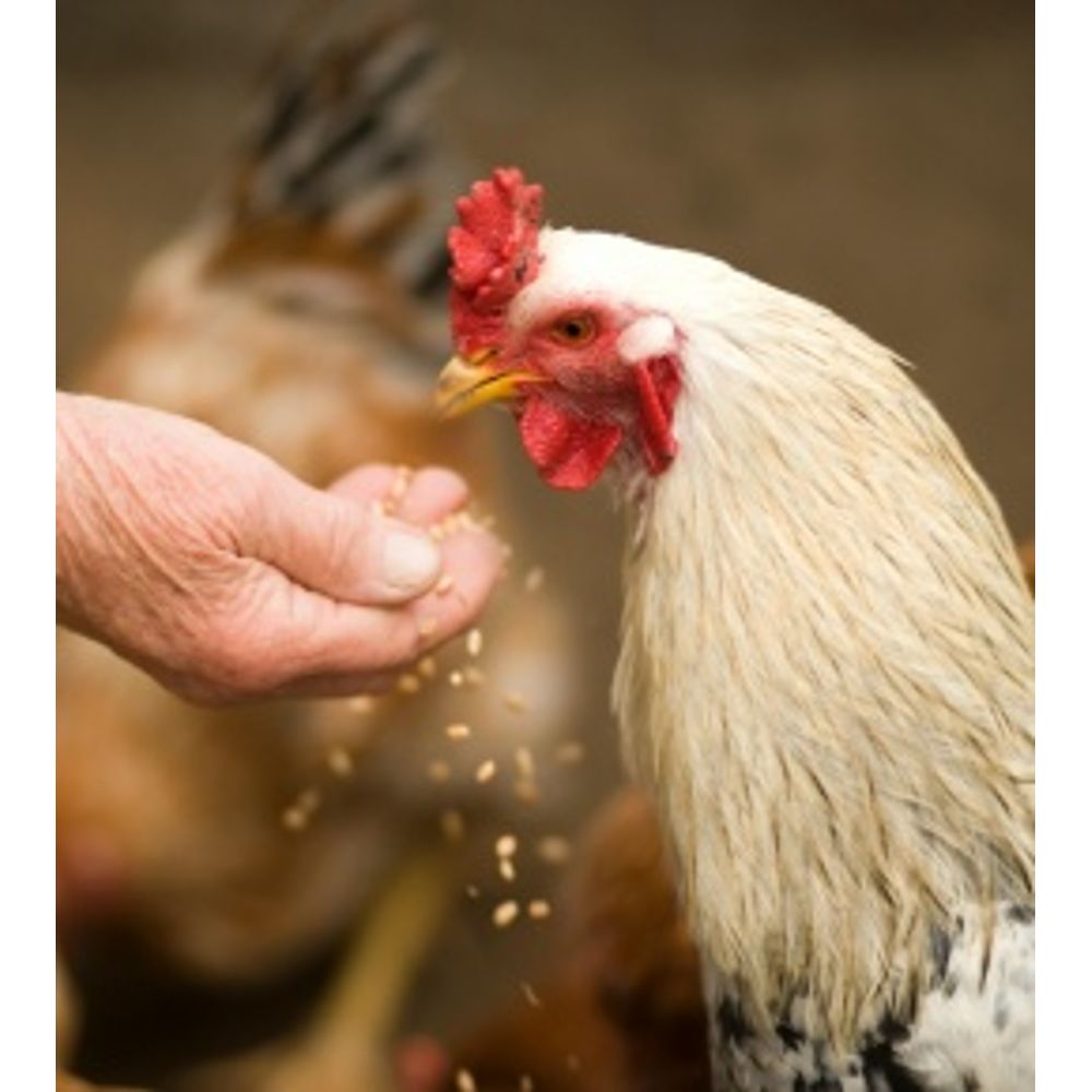 alimentation poules