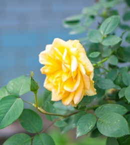 rose jaune